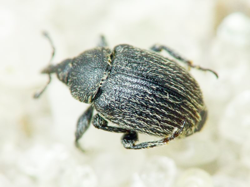 Rhinusa tetra (Fabricius, 1792)